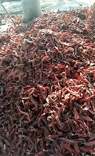 파일:짱깨산 고추.gif
