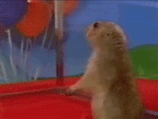 파일:프레리독 움짤.gif
