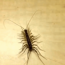 파일:그리마움짤.gif