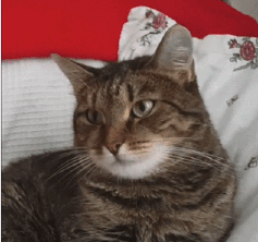 파일:3554874114 050914f5 2949545078 9e07b8b2 20150726014301 B2NHf7oR nyang.gif