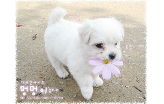 파일:멍멍이.jpg
