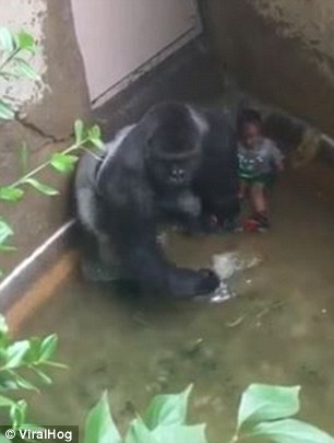 파일:Harambe and kid 2.jpg