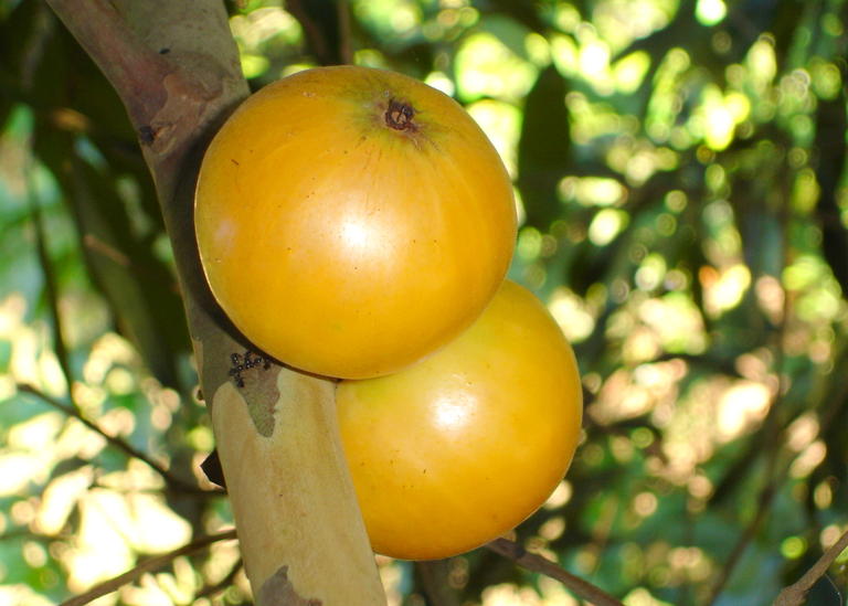 파일:Cambuca-fruits.jpg
