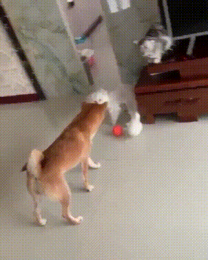 파일:개와 고양이.gif