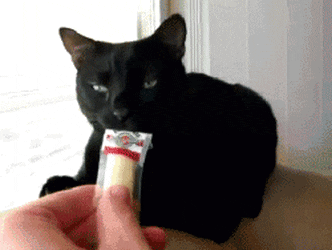 파일:두리안을 본 고양이 3.gif