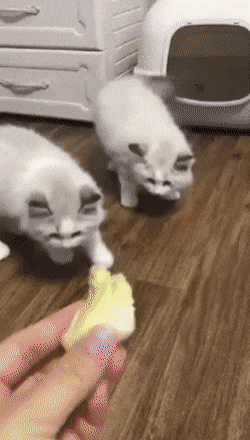 파일:두리안을 본 고양이 2.gif