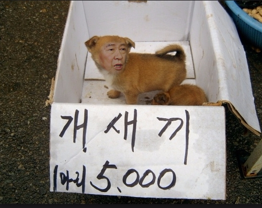 파일:김대중개새끼.jpeg