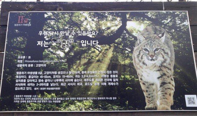 파일:삵과칡.jpg