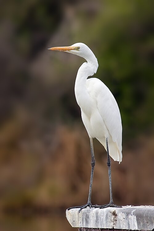 파일:Ardea modesta.jpg