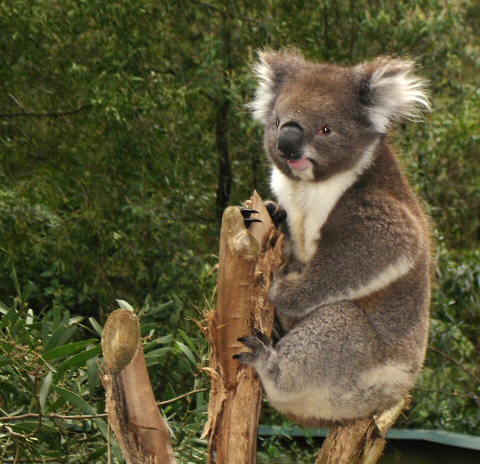 파일:Koala.jpg
