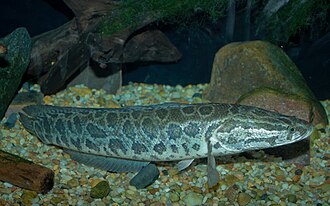 Snakehead - Channa argus.jpg