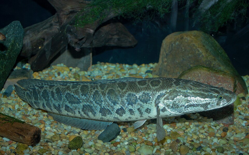 파일:Snakehead - Channa argus.jpg