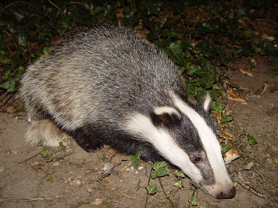파일:Badger-badger.jpg