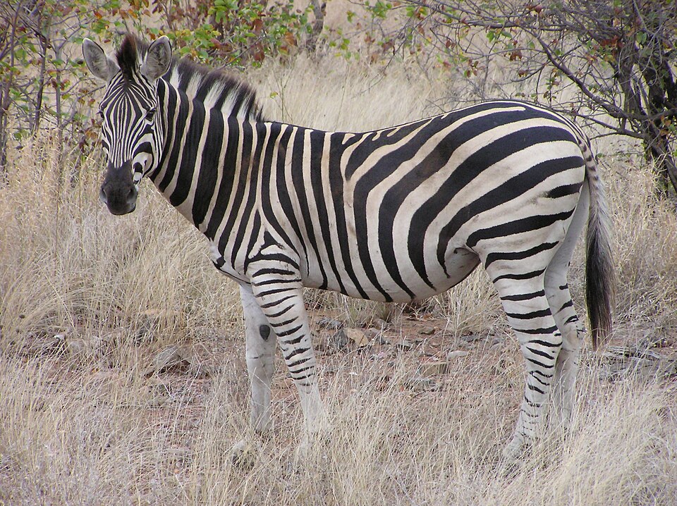 파일:Zebra Kruger.jpg