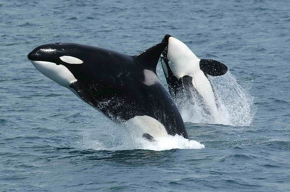파일:Killerwhales jumping.jpg