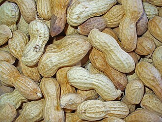 Arachis hypogaea 004.JPG