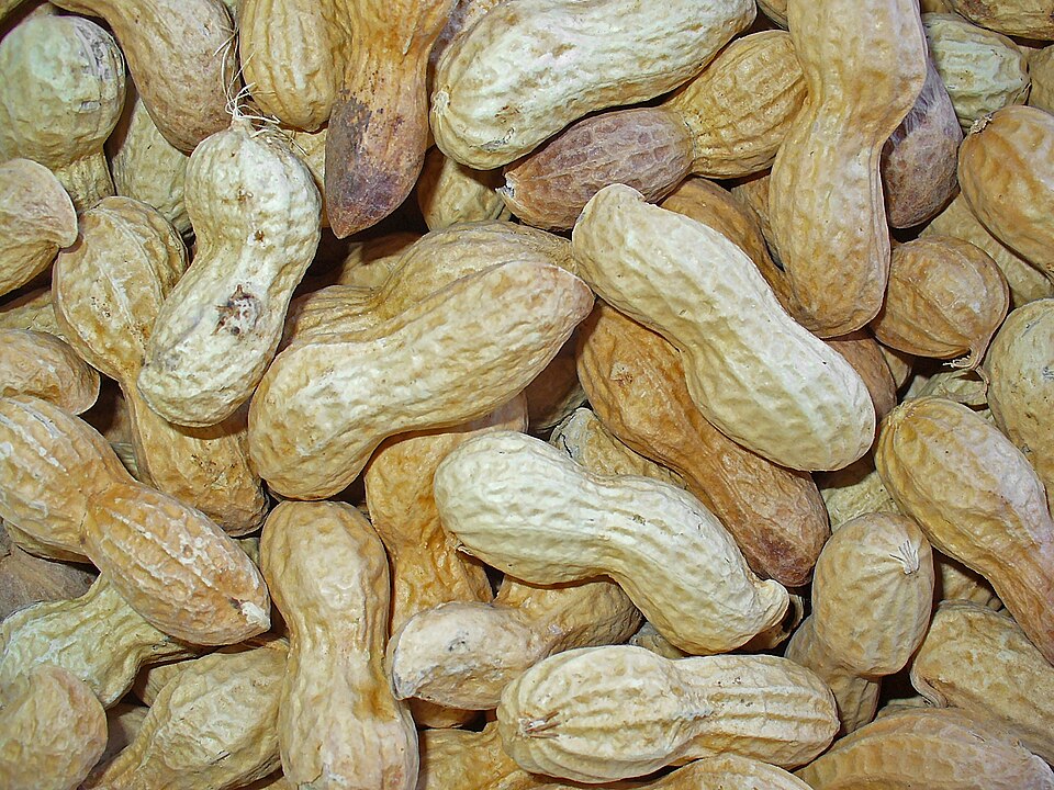 파일:Arachis hypogaea 004.JPG
