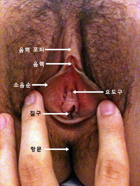 파일:여성의 외음부.jpg