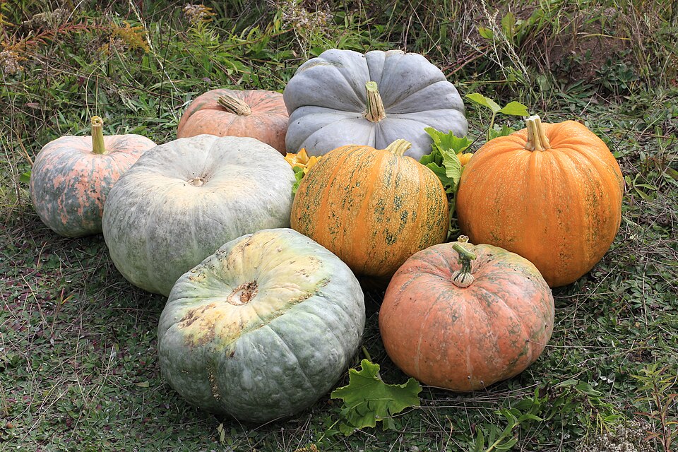 파일:Cucurbita 2011 G1.jpg