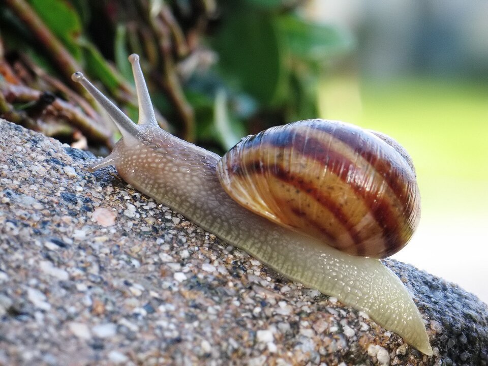 파일:Common snail.jpg