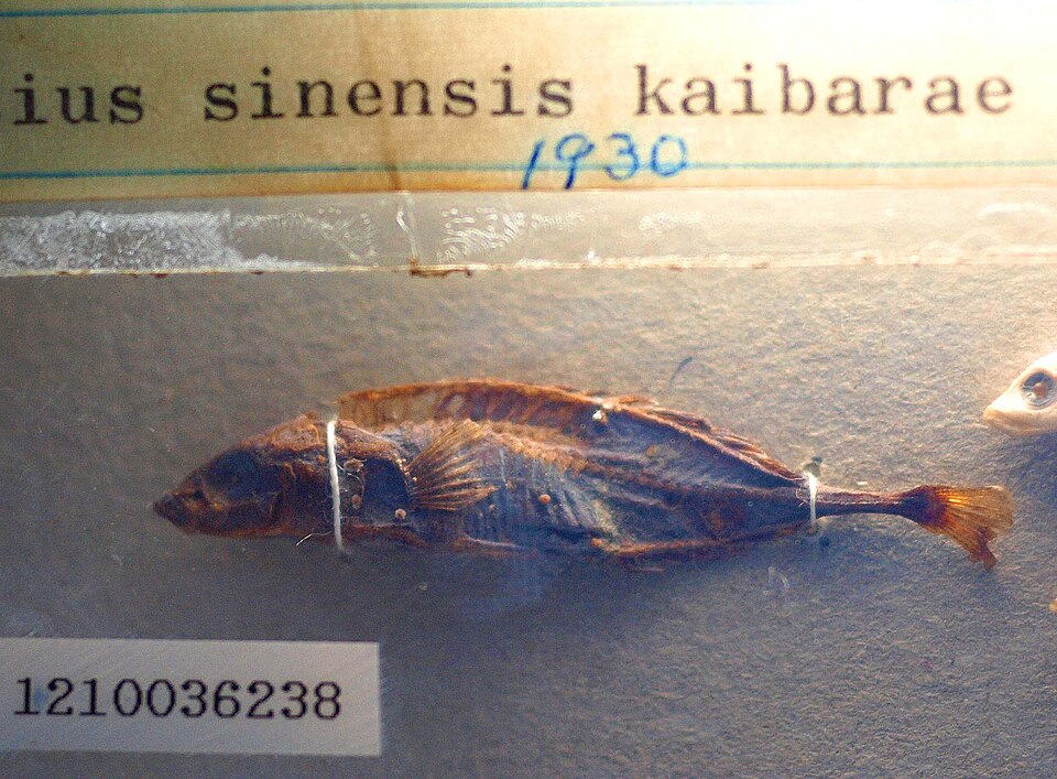 파일:Pungitius kaibarae by OpenCage.jpg