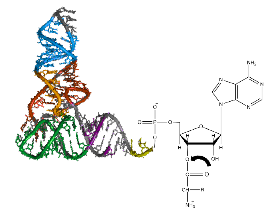 파일:Aminoacyl-tRNA.png