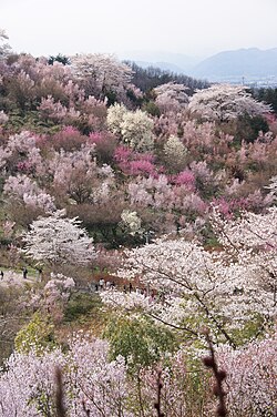개화 시기의 하나미야마 공원