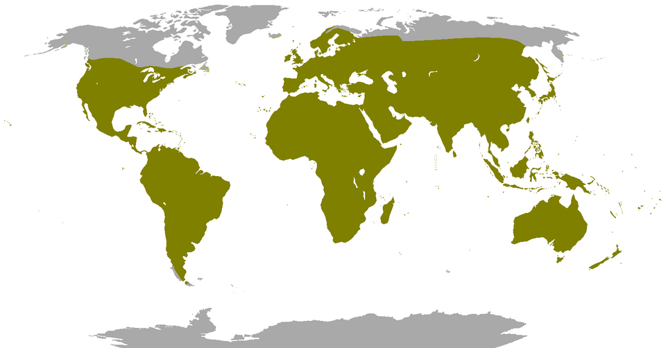 파일:Pigeon range.png