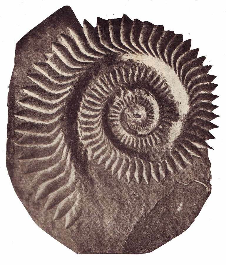 파일:Helicoprion Bessonovi2.jpg
