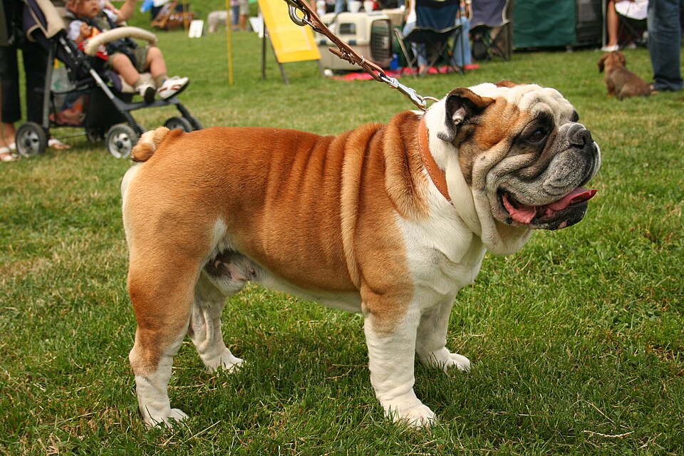 파일:Racibórz 2007 082.jpg