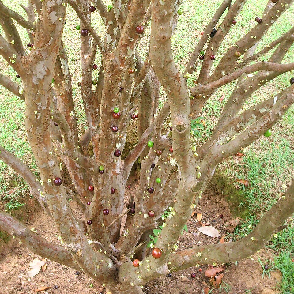 파일:Jaboticaba.jpg