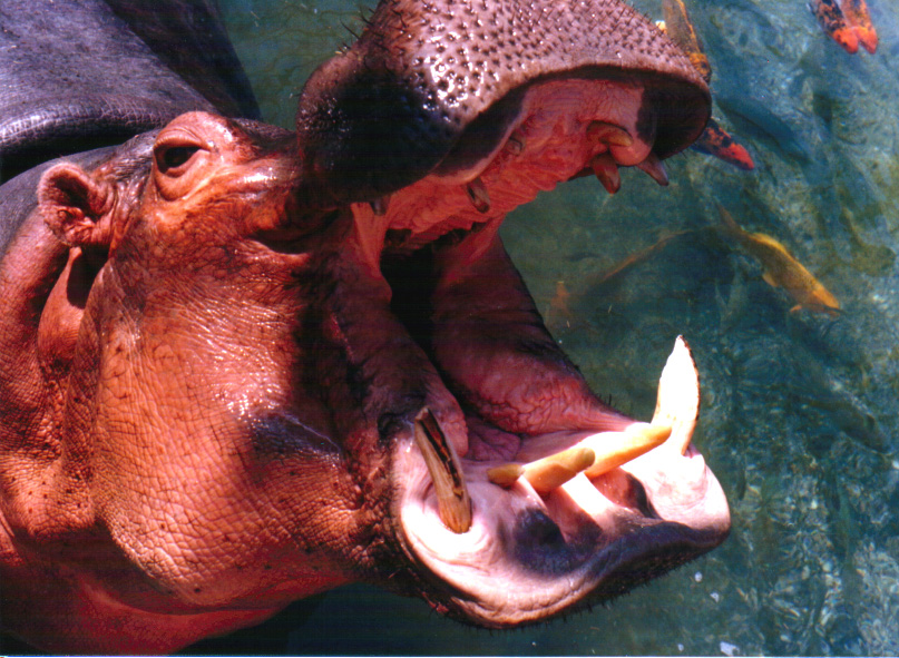 파일:Hippo mouth1.jpg