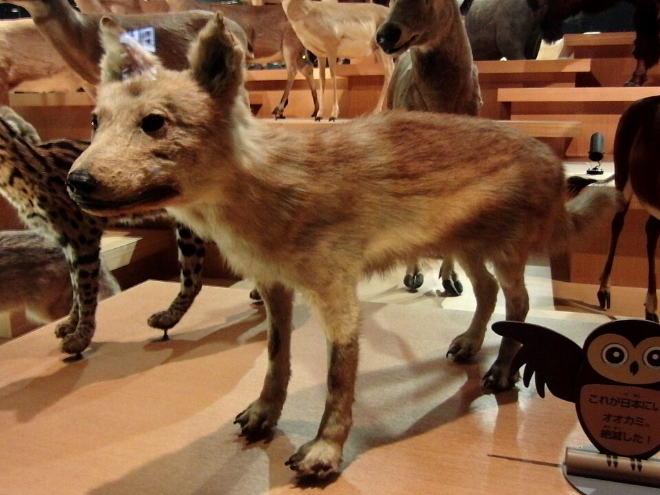 파일:Japanese Wolf.jpg