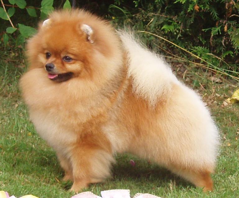 파일:Pomeranian.JPG
