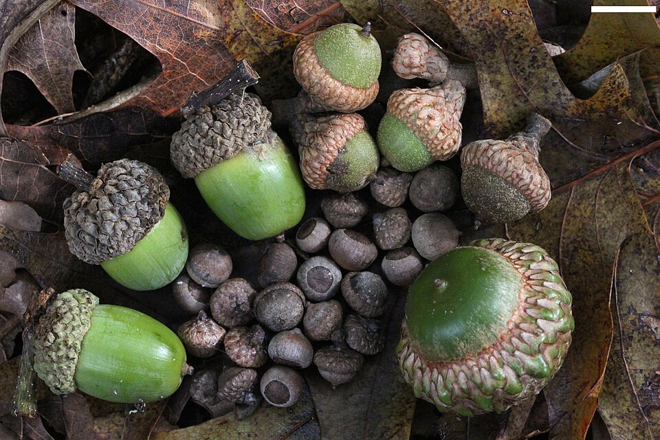 파일:Acorns small to large.jpg