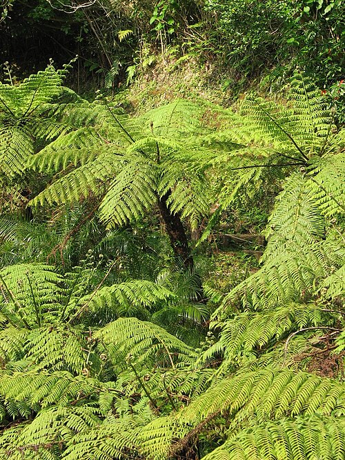 파일:Cyathea spinulosa.jpg