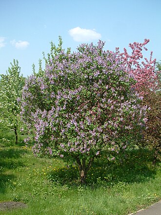 Lilak pospolity Syringa vulgaris RB1.JPG
