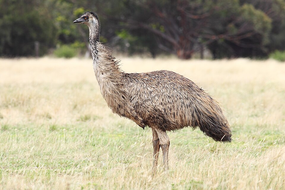 파일:Emu-wild.jpg