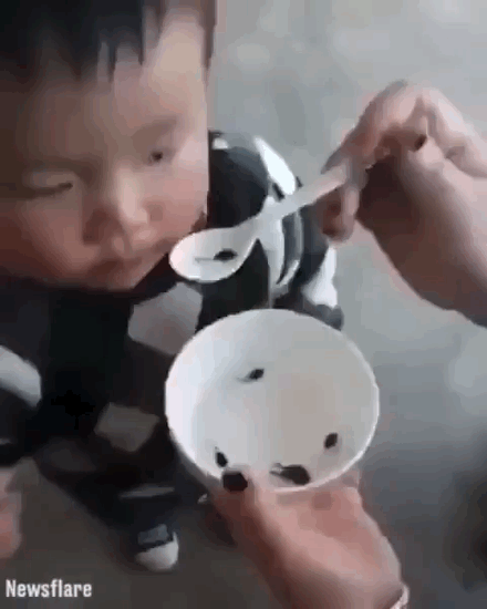 파일:짱퀴벌레 유충의 식사.gif