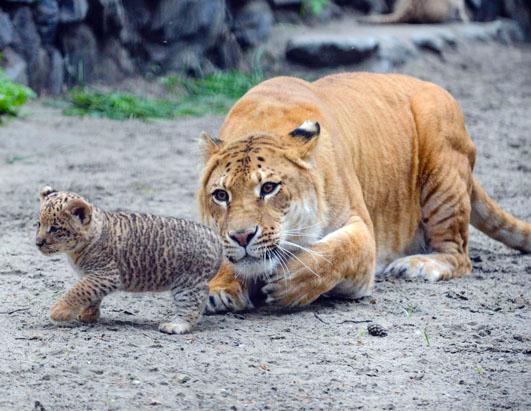 파일:Ap baby ligers russian zoo 5 ss-thg 130620 ssh.jpg