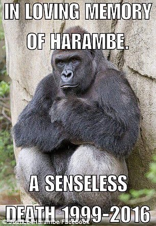 파일:Harambe Senseless Death.jpg