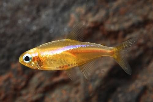 파일:TETRA NEON 24 KARAT.jpg