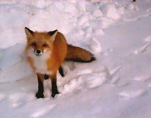 Fox07.jpg
