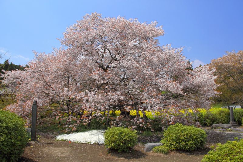 파일:Fujinomiya Kariyado-no-Gebazakura Front 1.JPG