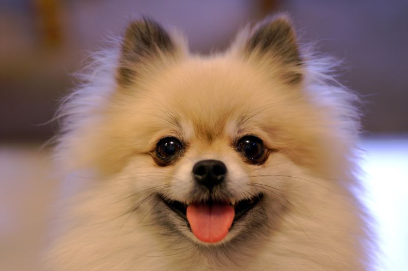 파일:Smiling Tan Pomeranian.jpg