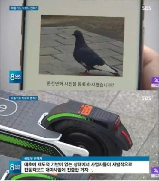 파일:지쿠터 비둘기2.jpg