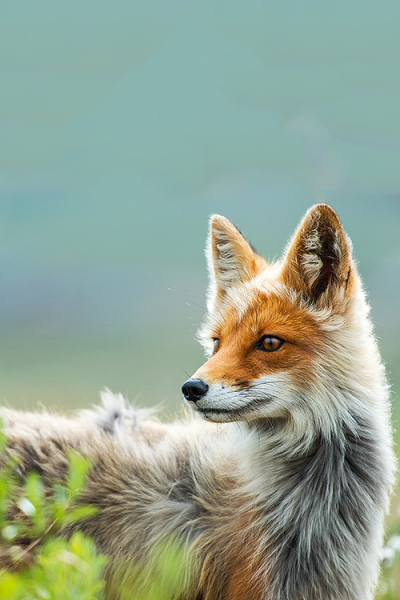 파일:Fox33.png