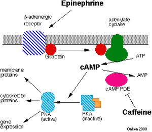 Caffeine cAMP.gif