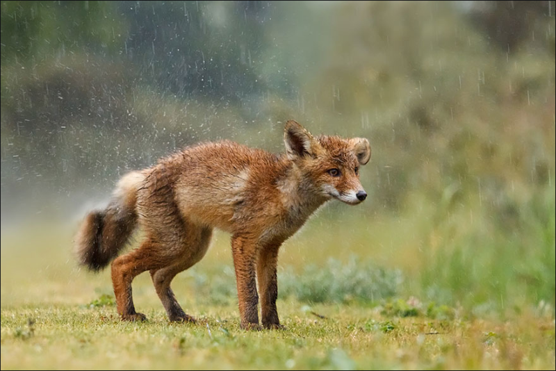 파일:Fox19.png