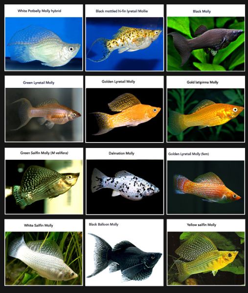 파일:Molly-fish-species.jpg